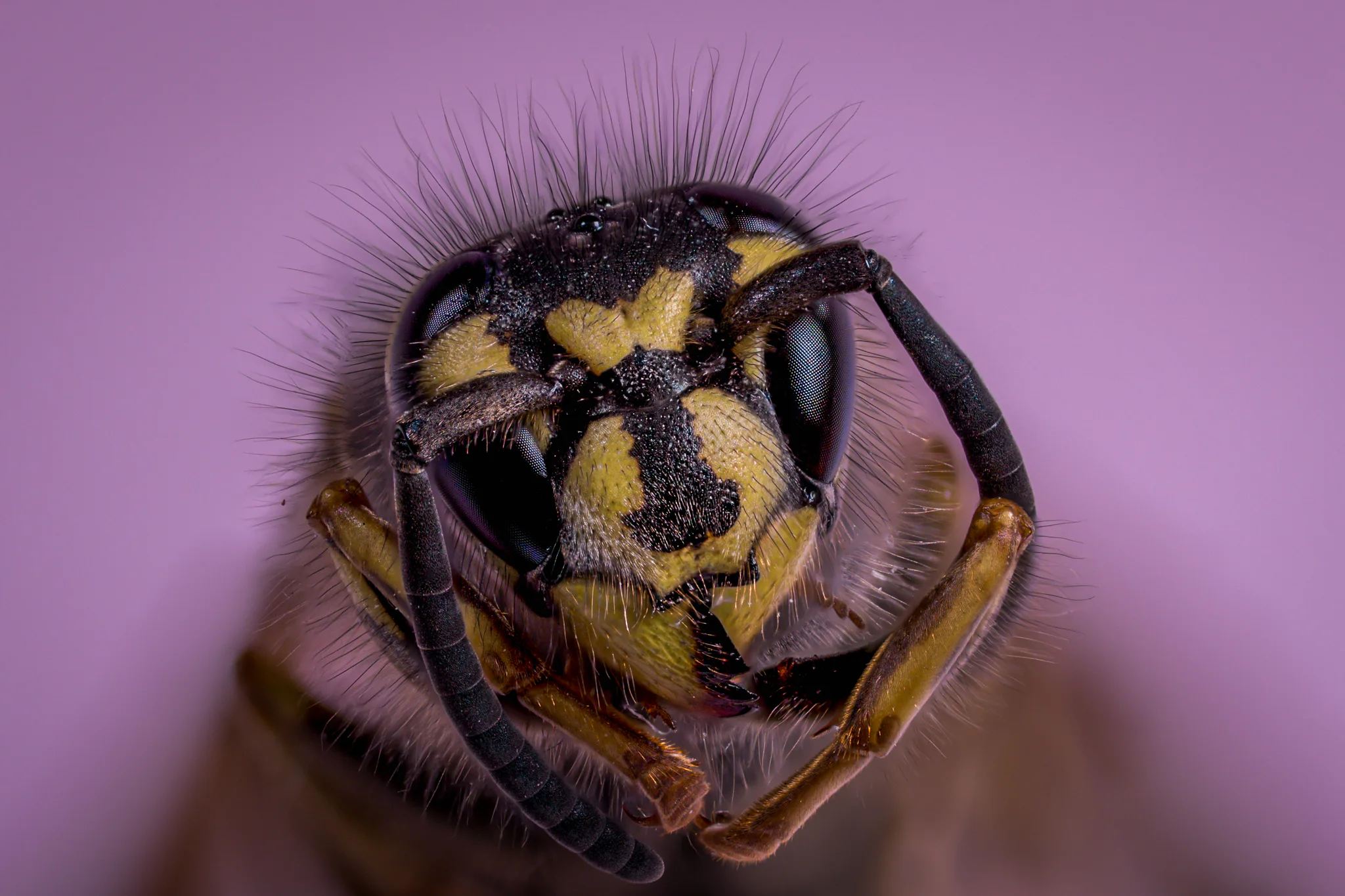 An extreme close-up portrait of a wasp against a muted violet background.