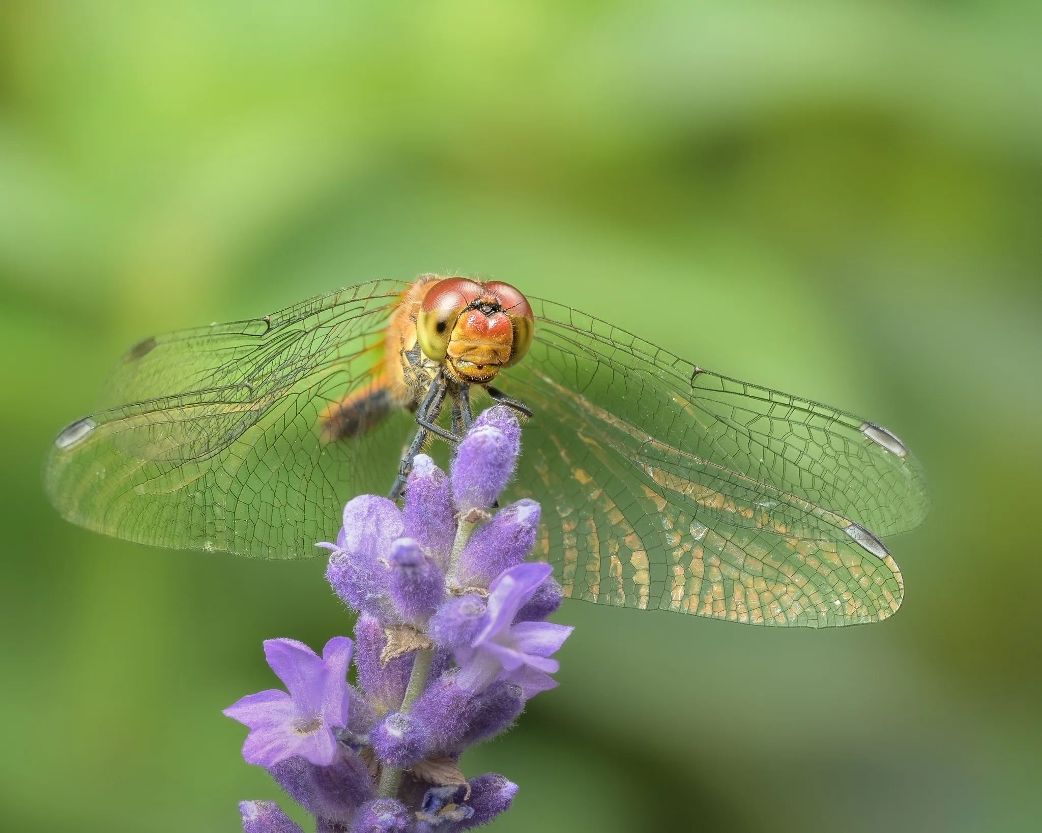 A dragonfly facing the camera with transparent wings spread across a soft green background.