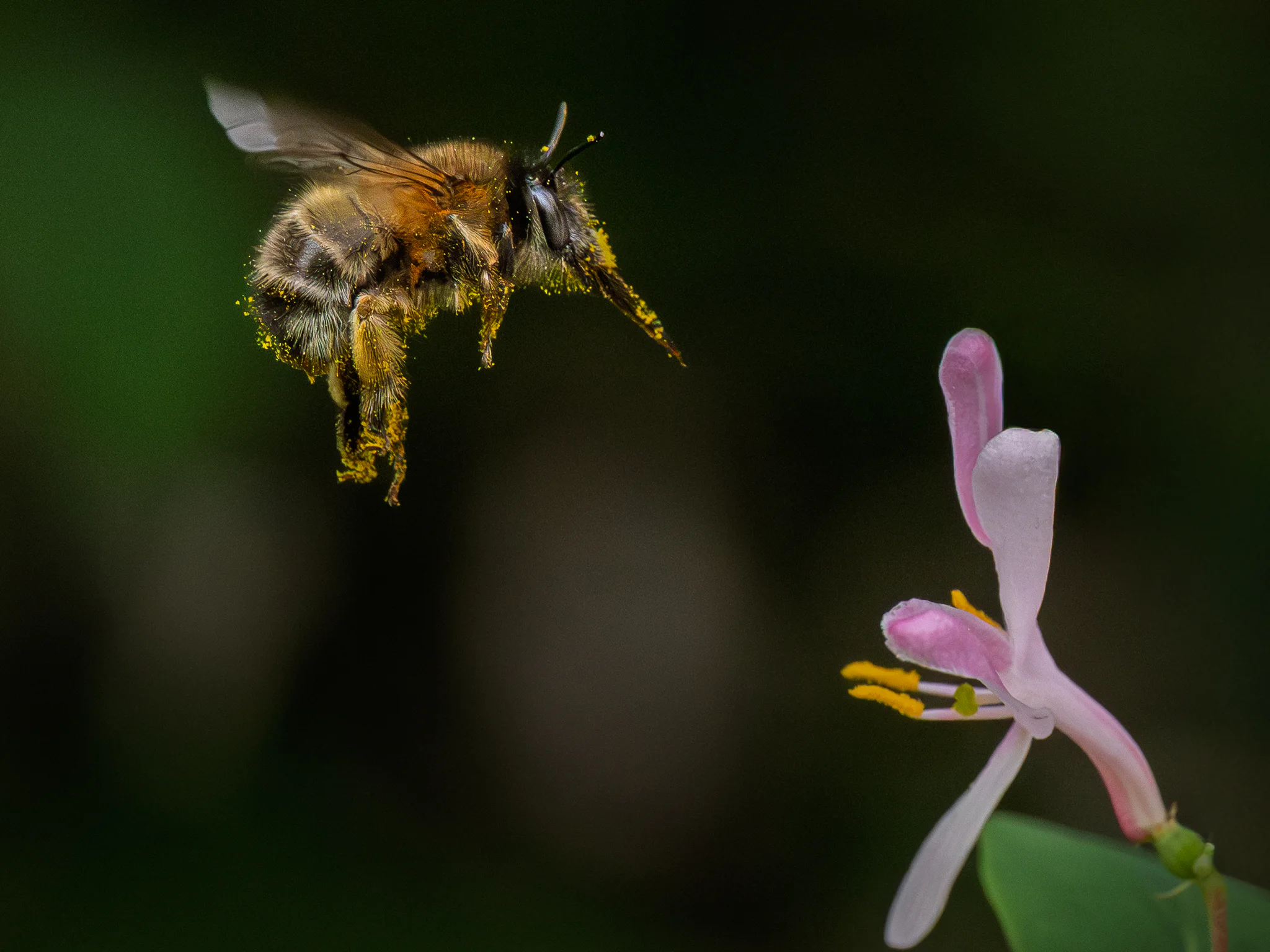 A bee suspended in flight beside a flower, its wings blurred by motion.
