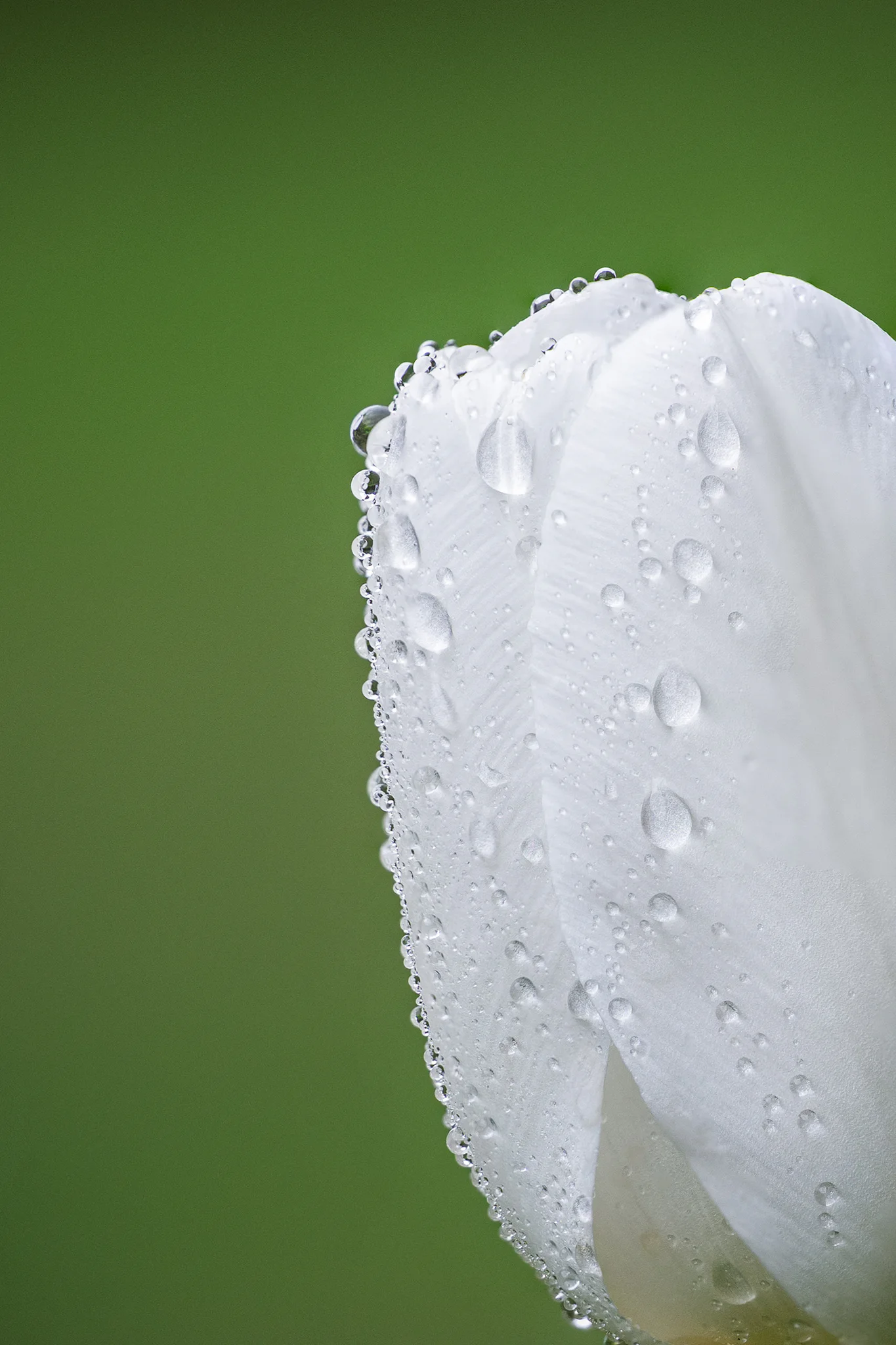 A rain-covered white petal emerging into a field of soft green negative space.