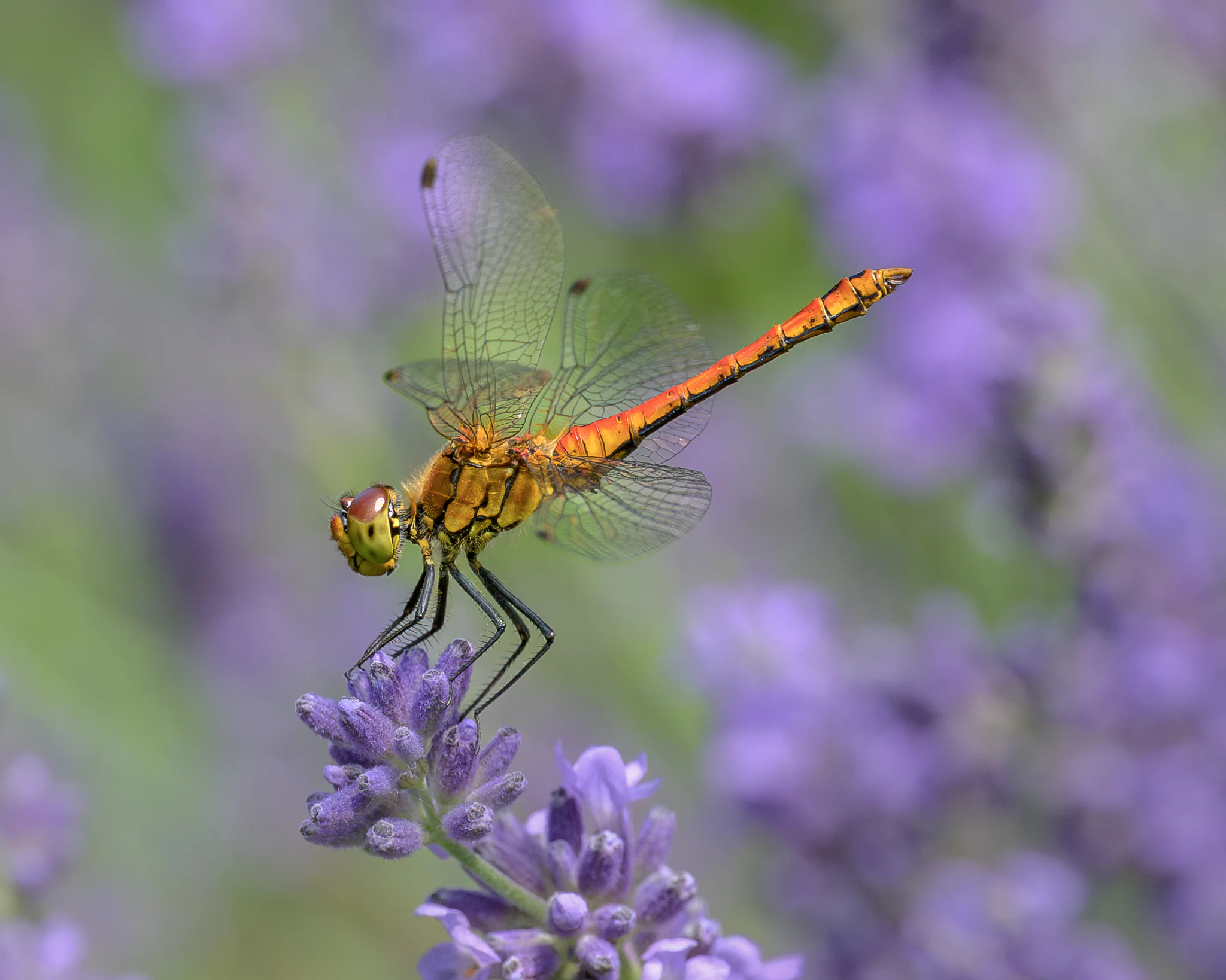 An orange dragonfly resting in profile on a lavender flower.