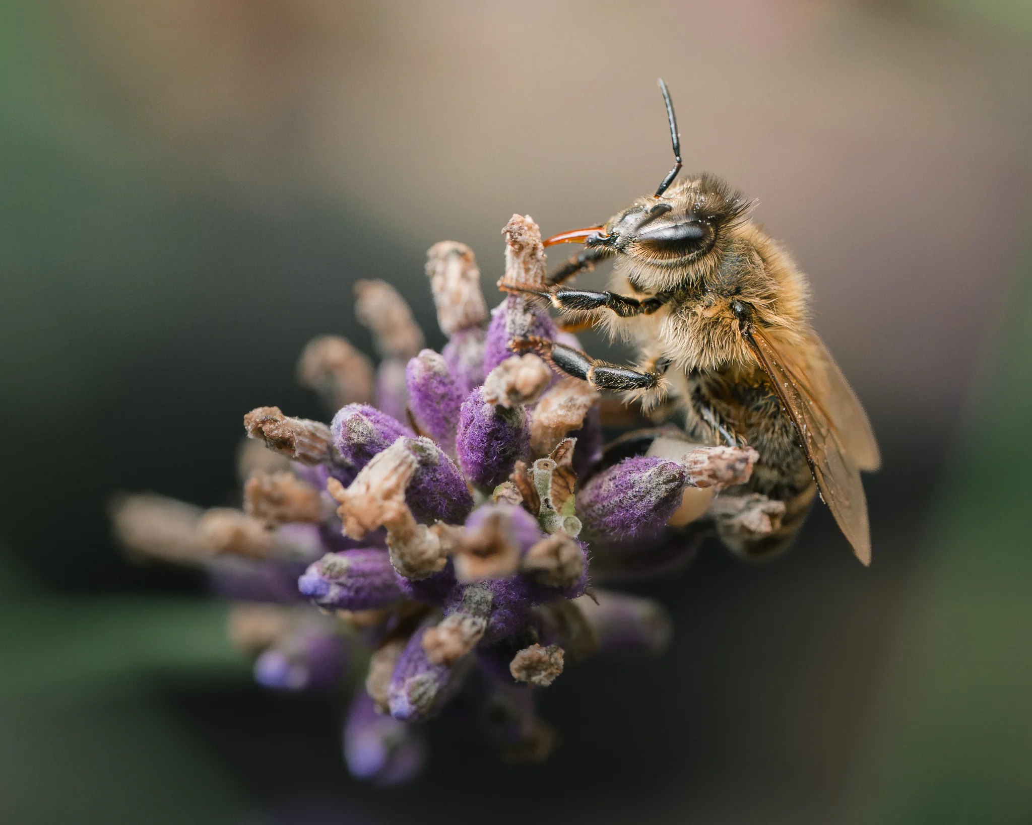 A bee feeding among petals, seen close enough to reveal the hairs around its head.