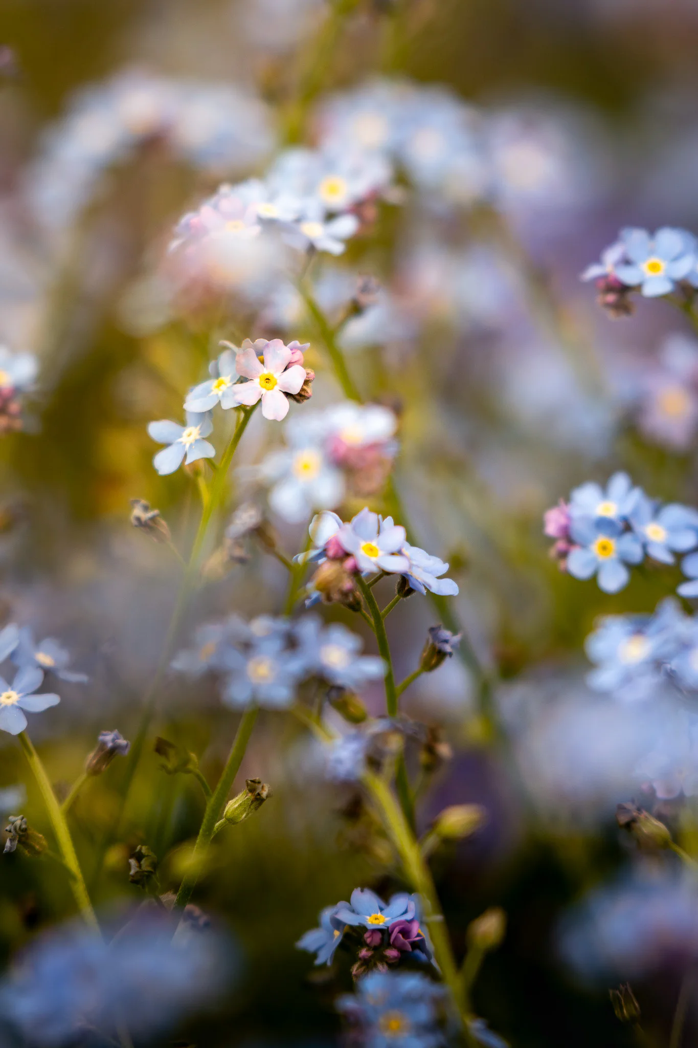Small blue and pale pink forget-me-nots emerging through layers of softly rendered flowers.