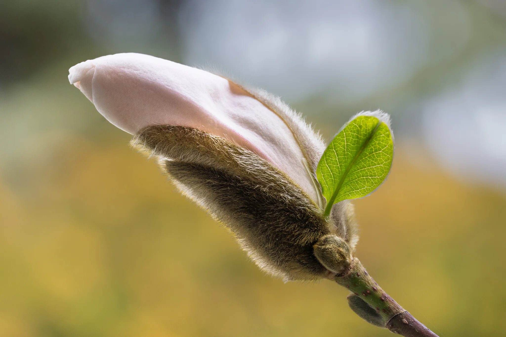 Magnolia petals crossing diagonally beside a bright green leaf.