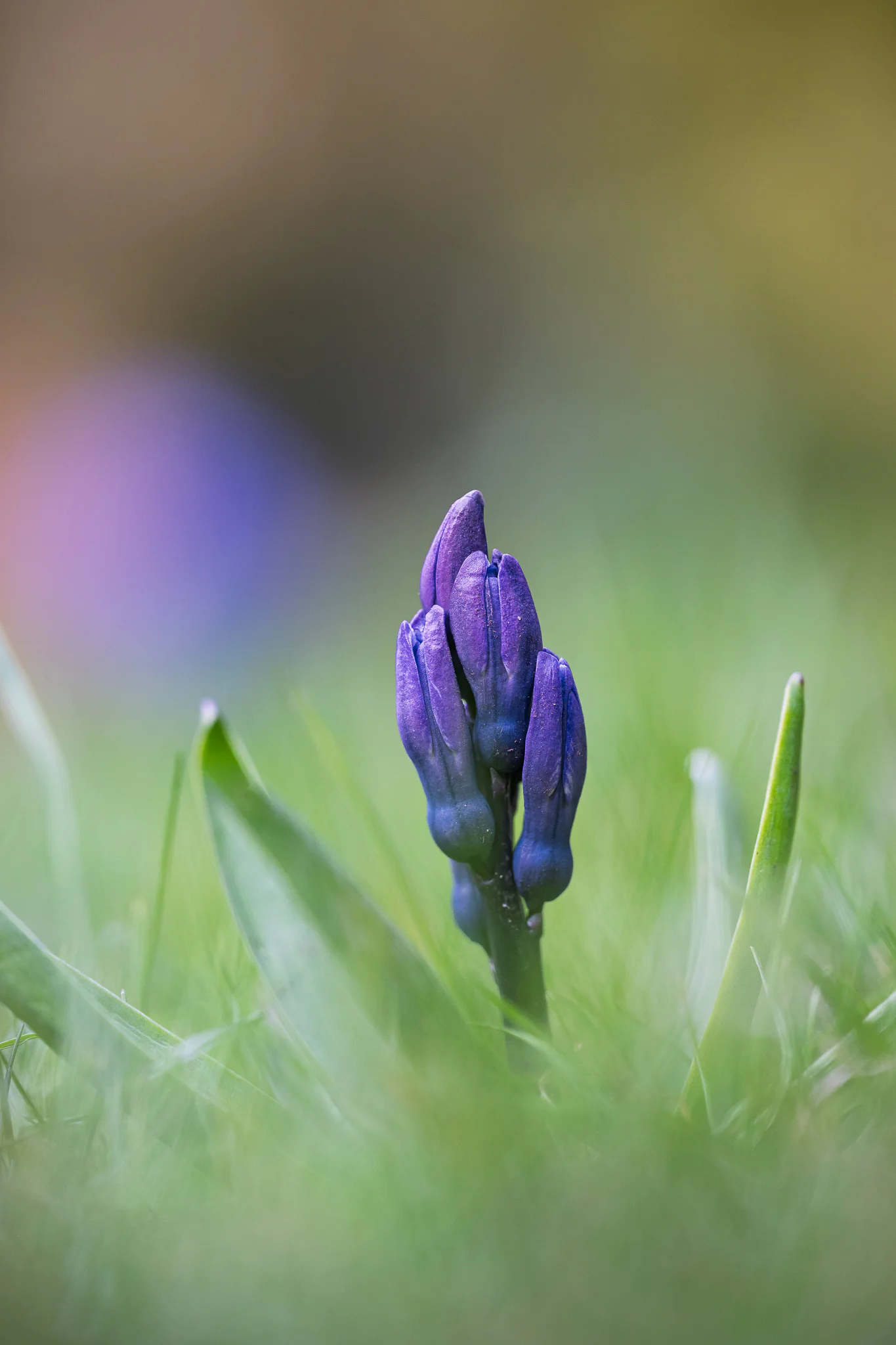 A small blue flower bud rising through a softly blurred foreground.