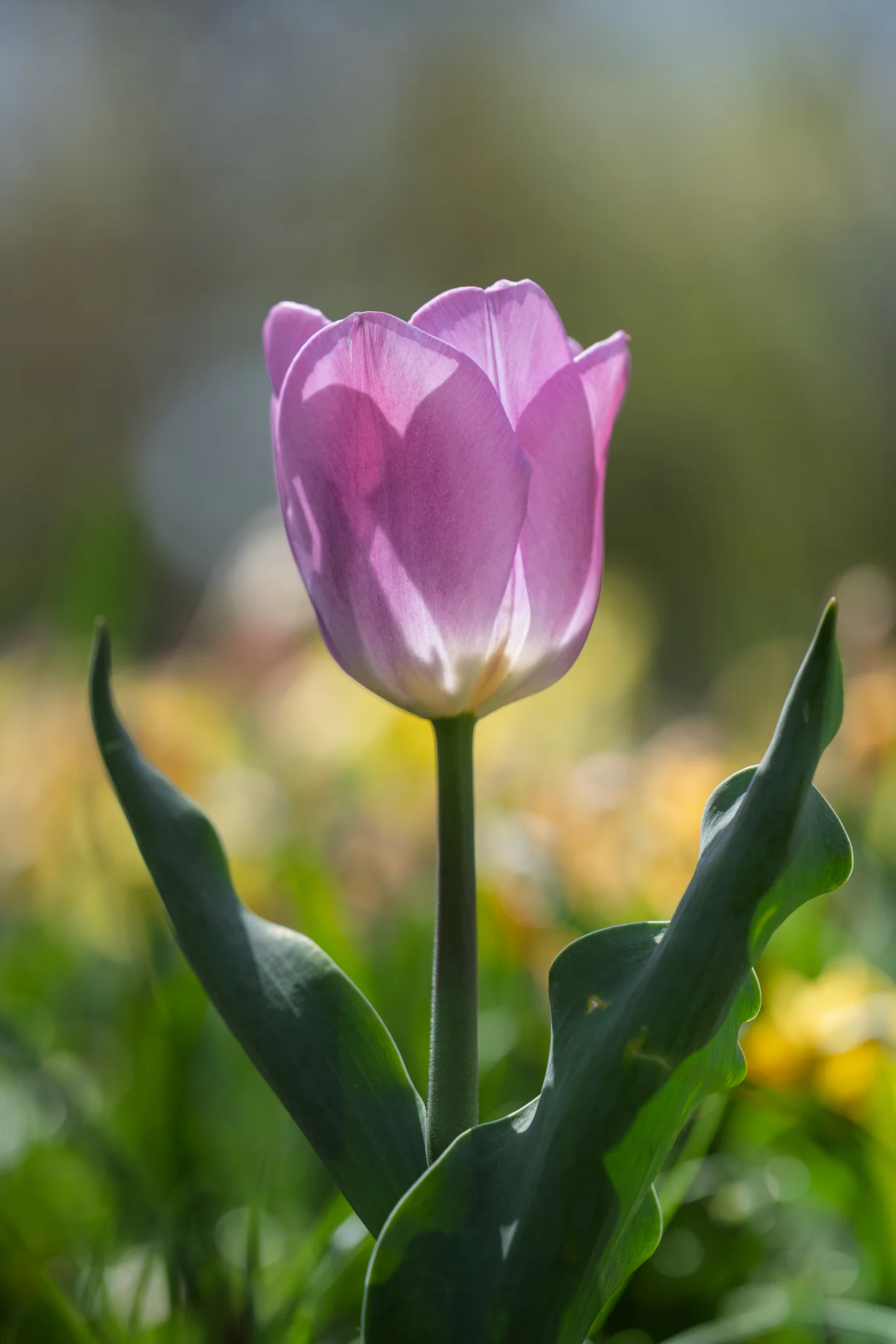 A pale pink tulip lit from behind, framed by dark green leaves against a softly coloured garden.