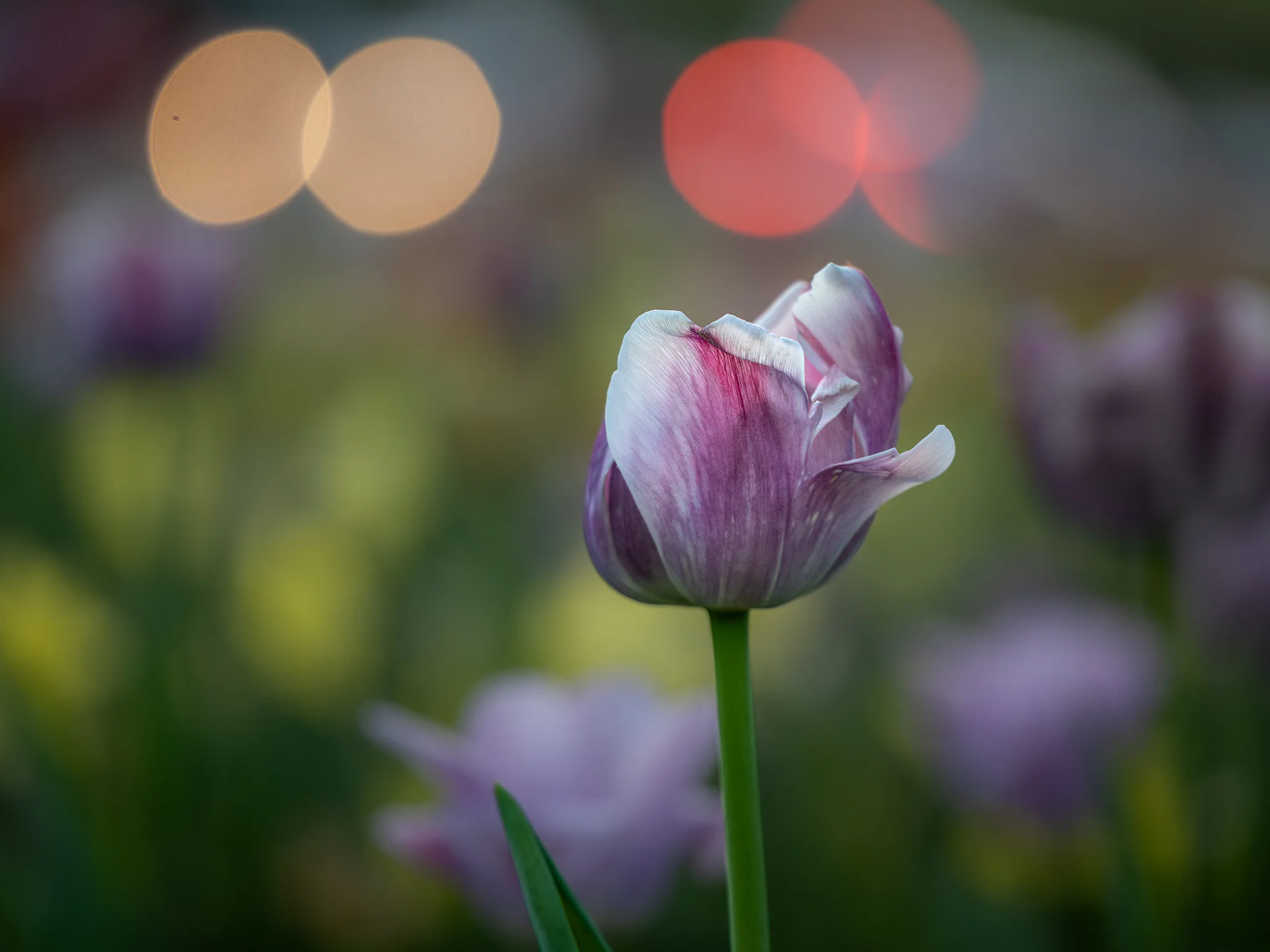A pale purple tulip against soft green shadow and overlapping circles of warm and red light.