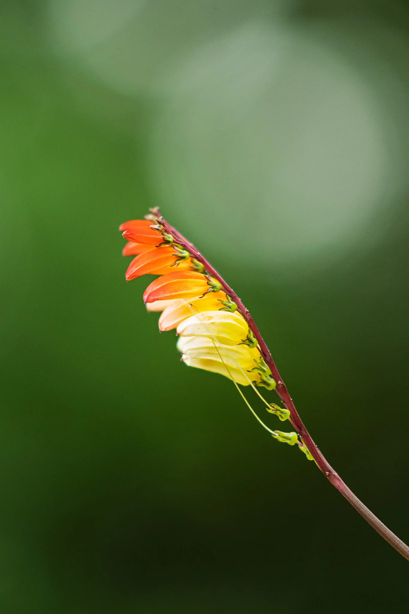 A diagonal stem of orange and yellow torch-lily flowers against a soft green field.