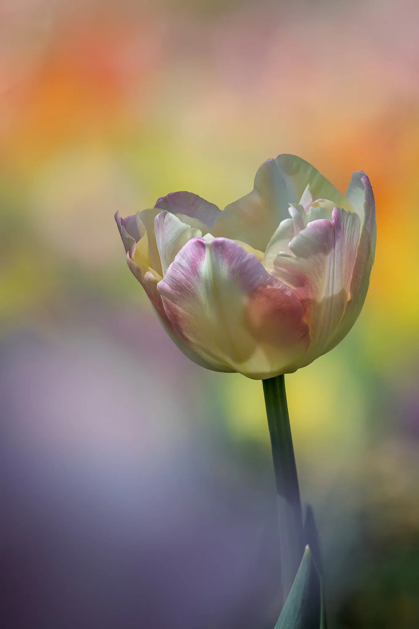 A tulip rendered as a soft painterly study in pale pink and green.