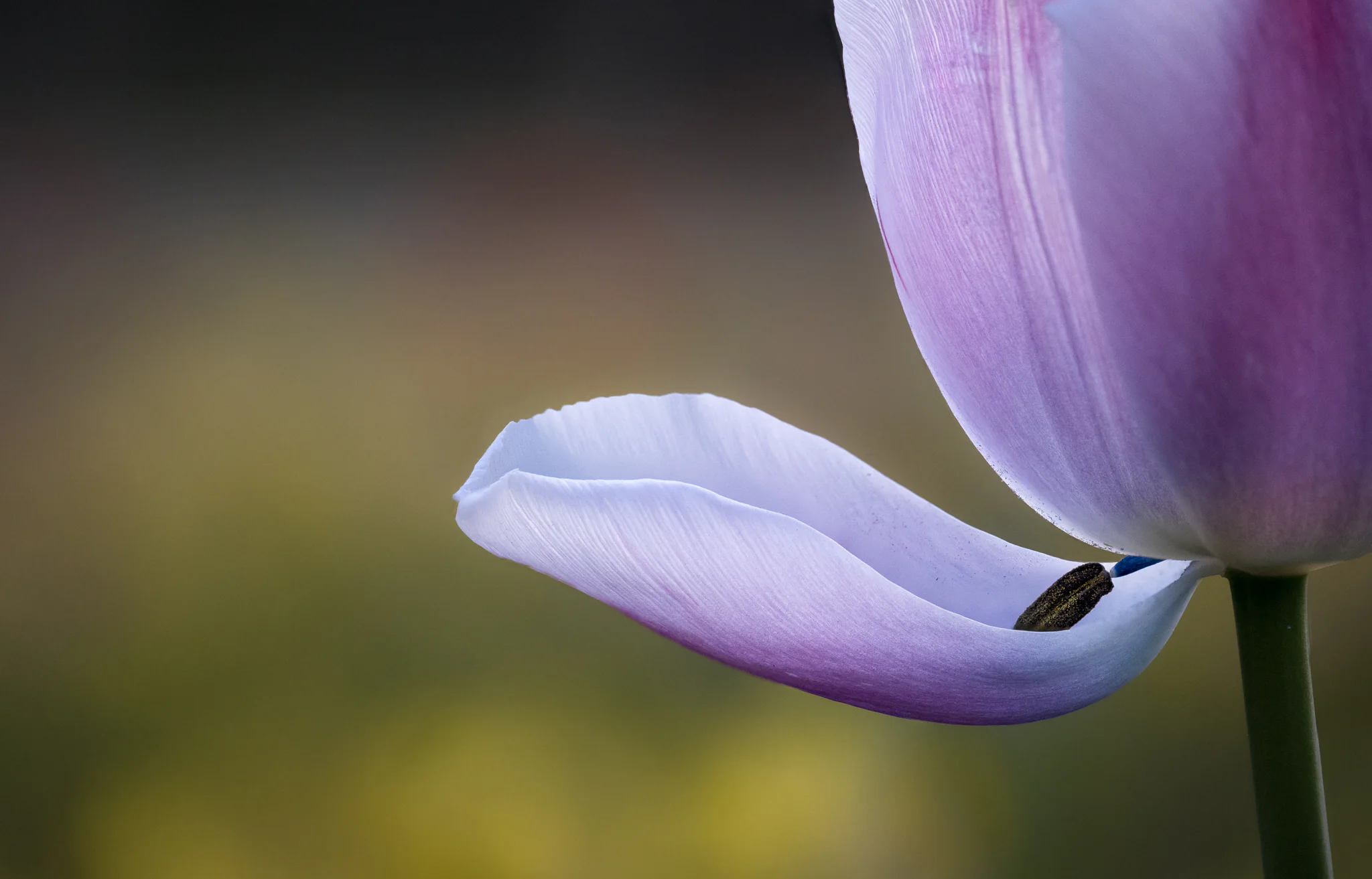 Two overlapping flower forms reduced to curved edges, fine texture, and negative space.
