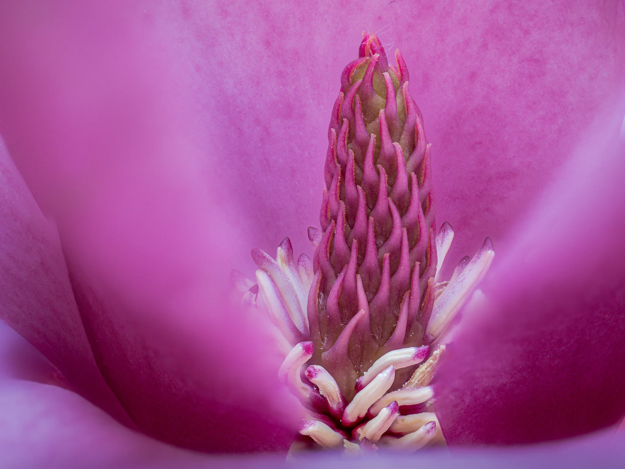 The magenta interior of a magnolia flower filling the frame like a sculptural chamber.