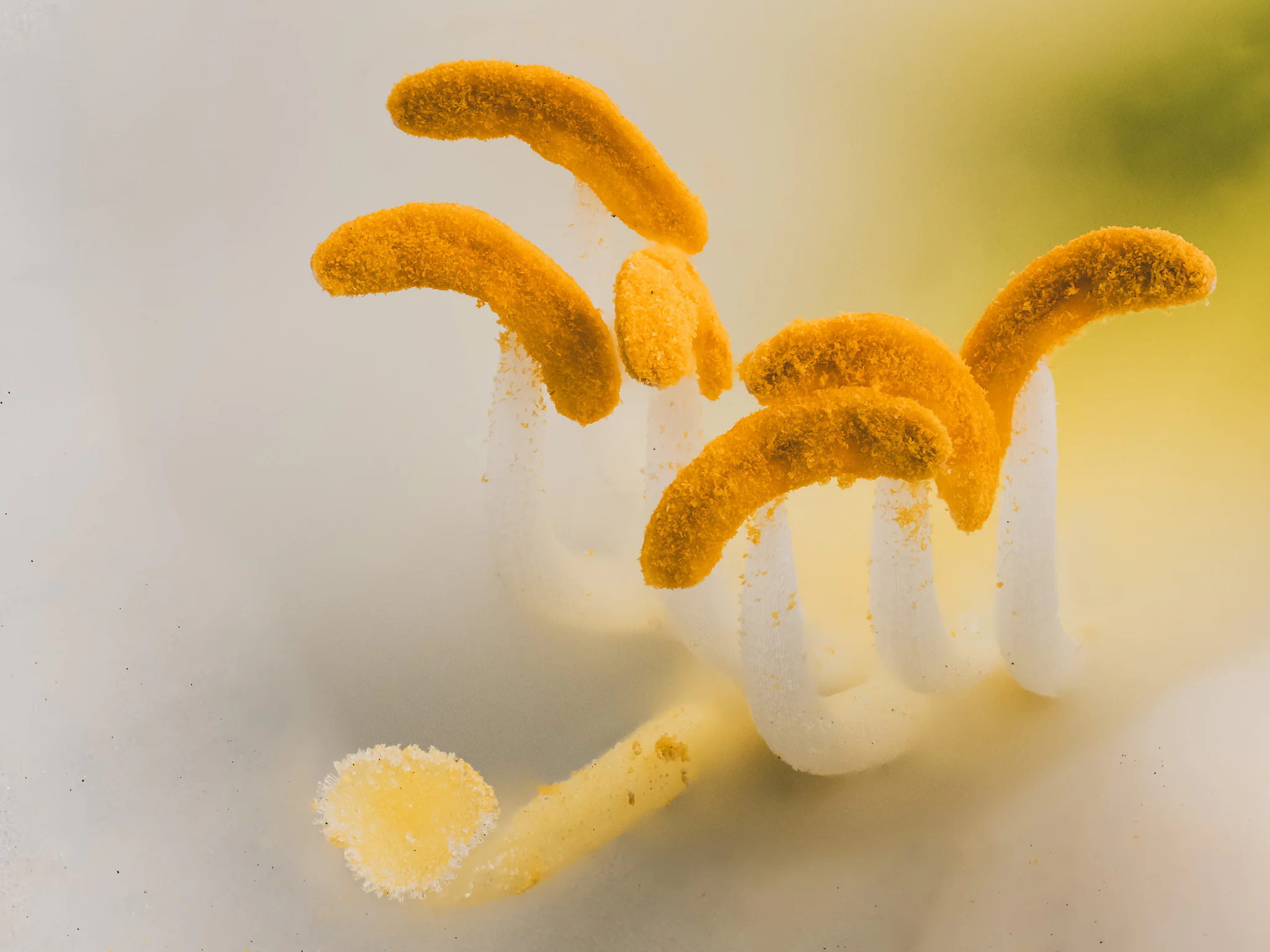 Pollen-covered iris anthers forming calligraphic yellow shapes against a pale background.