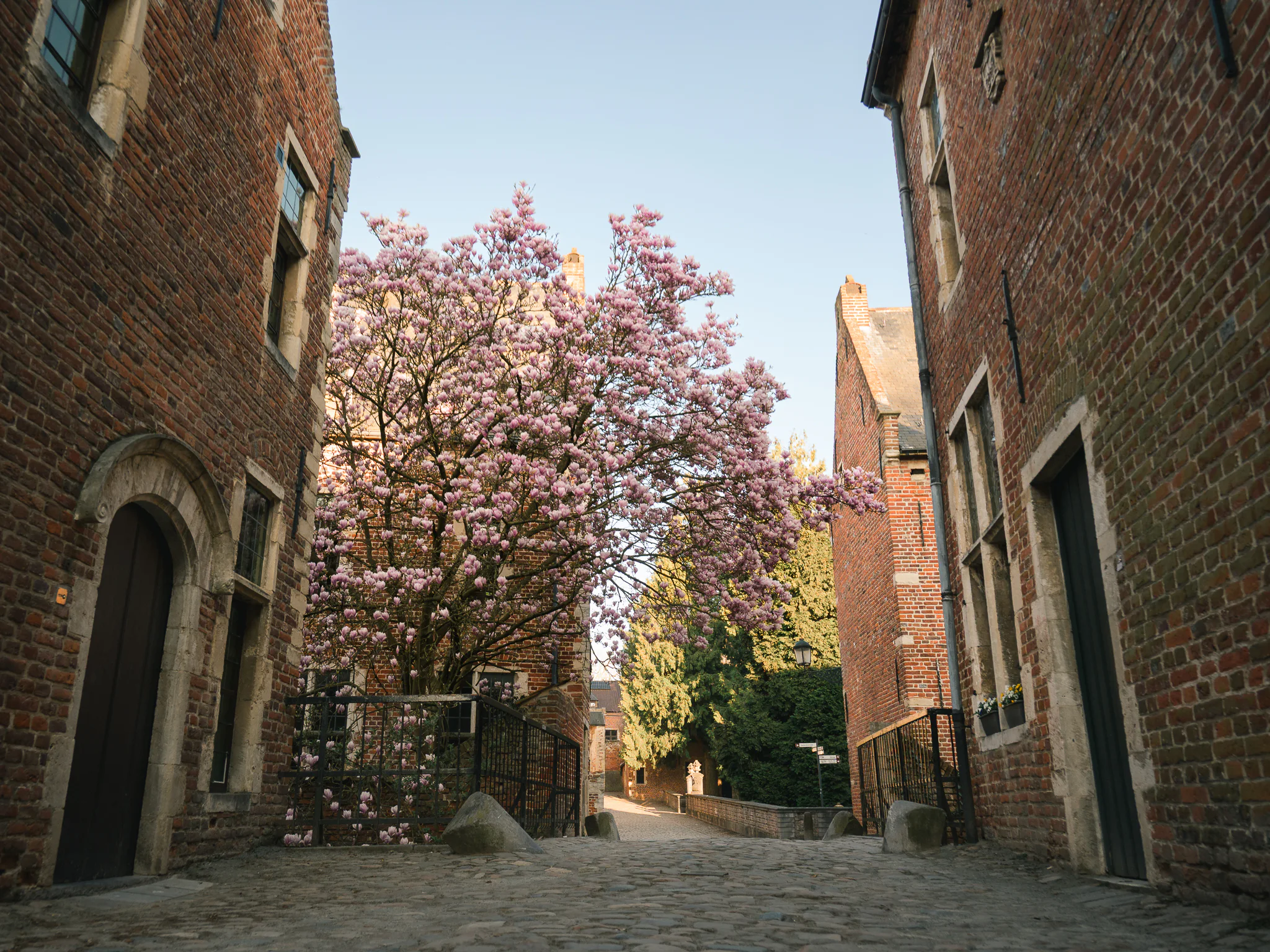 A flowering pink magnolia framed by historic brick houses and a cobbled lane in Leuven's Great Beguinage.