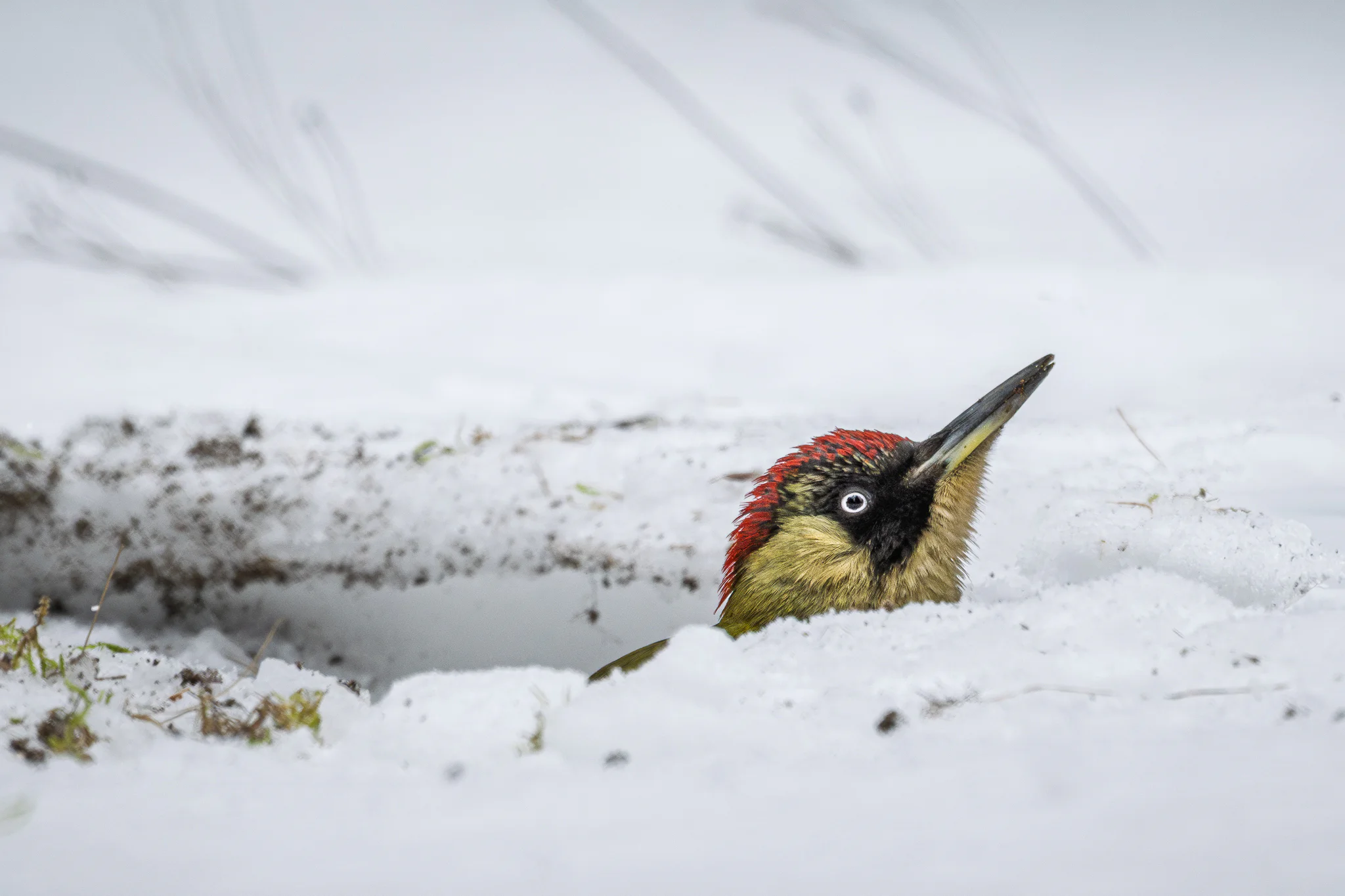 A European green woodpecker emerging from behind a bank of snow.