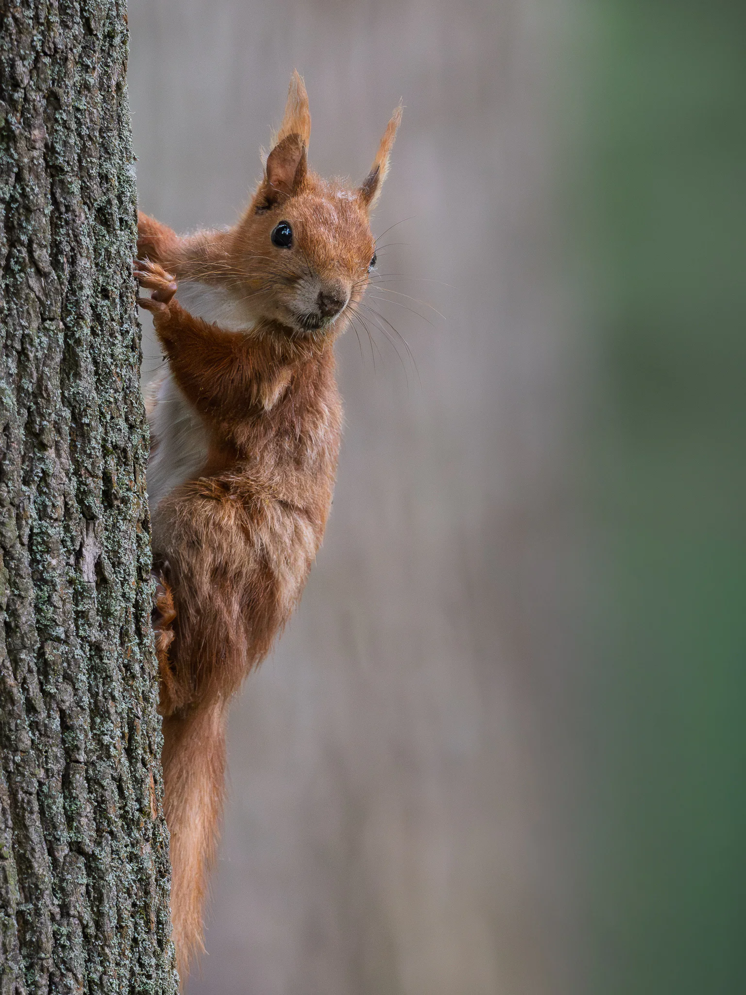 A Eurasian red squirrel peeking around a tree trunk with open space behind it.