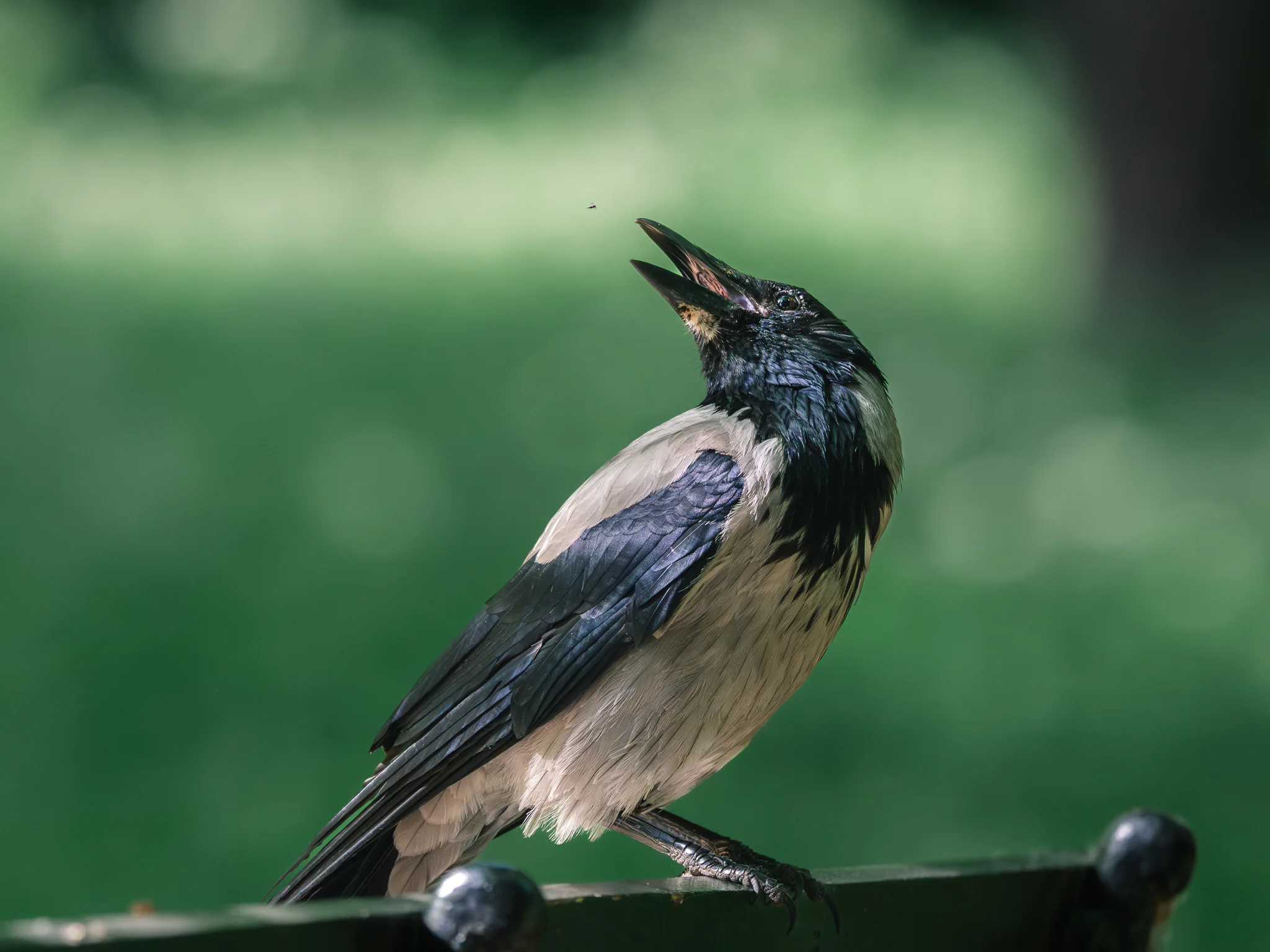 A hooded crow snapping at a tiny insect while standing on a park bench.