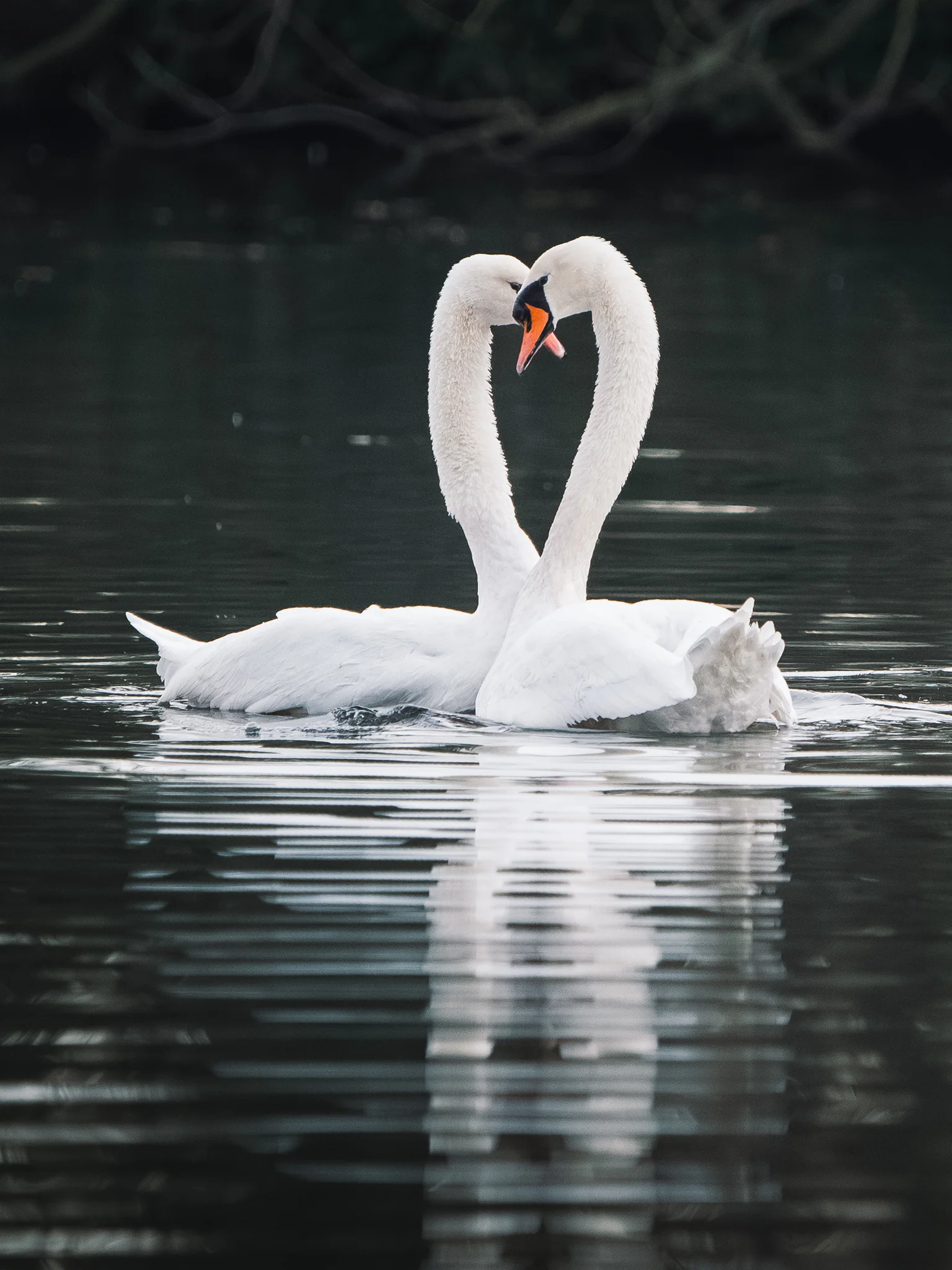 Two mute swans curving toward each other above their reflection in still water.