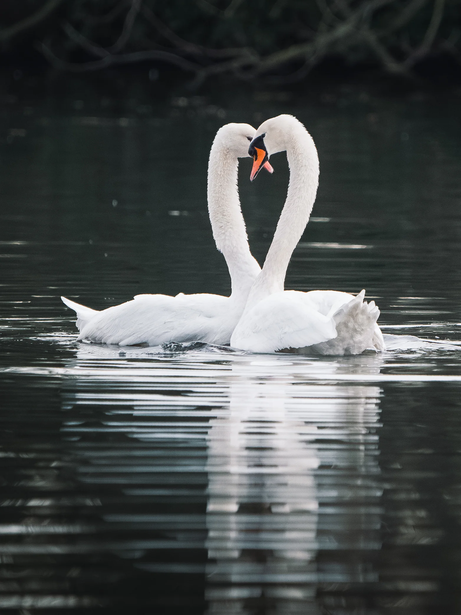 Two mute swans curving toward each other above their reflection in still water.