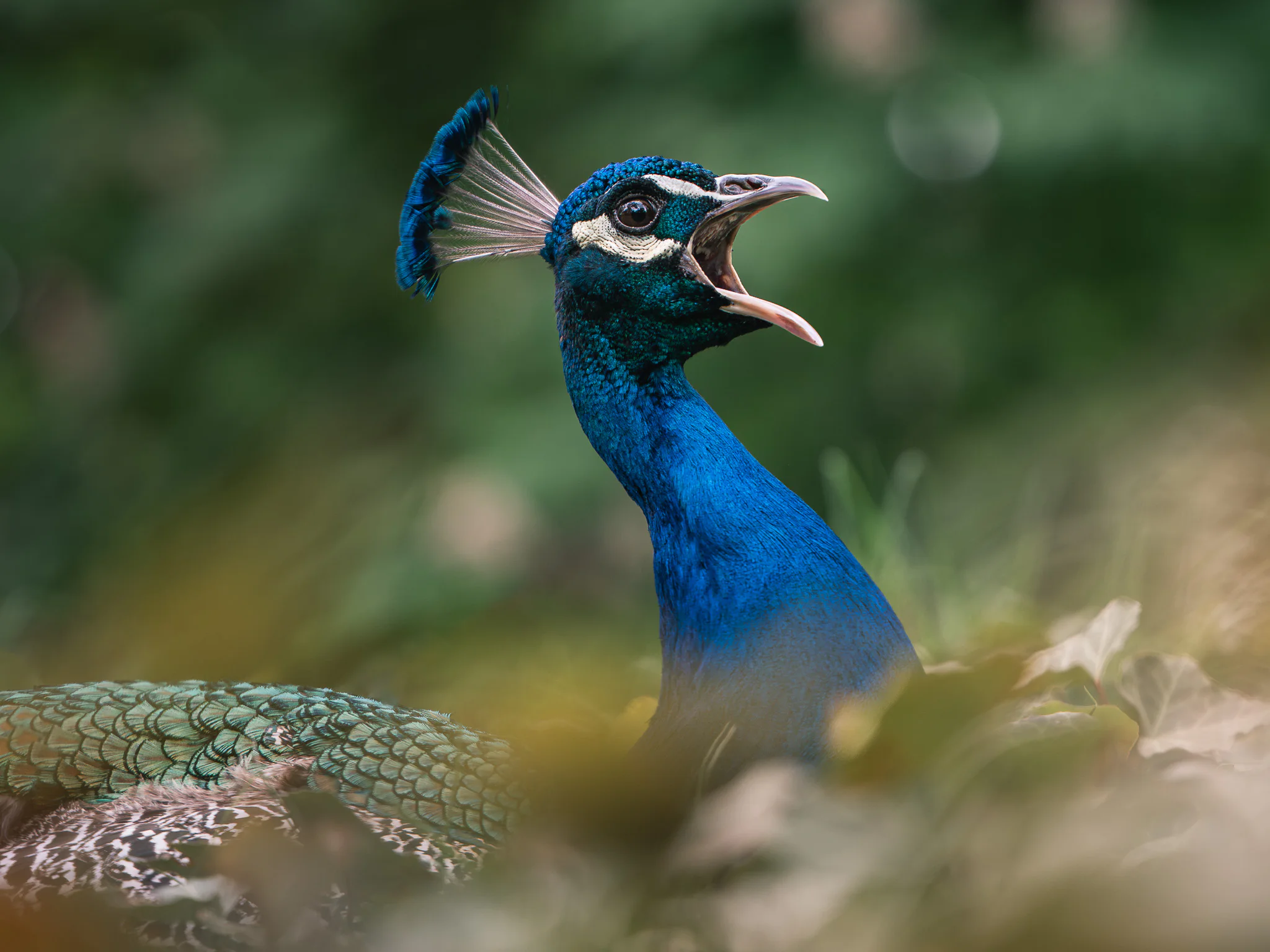 A male Indian peafowl calling with its beak open and neck lifted.