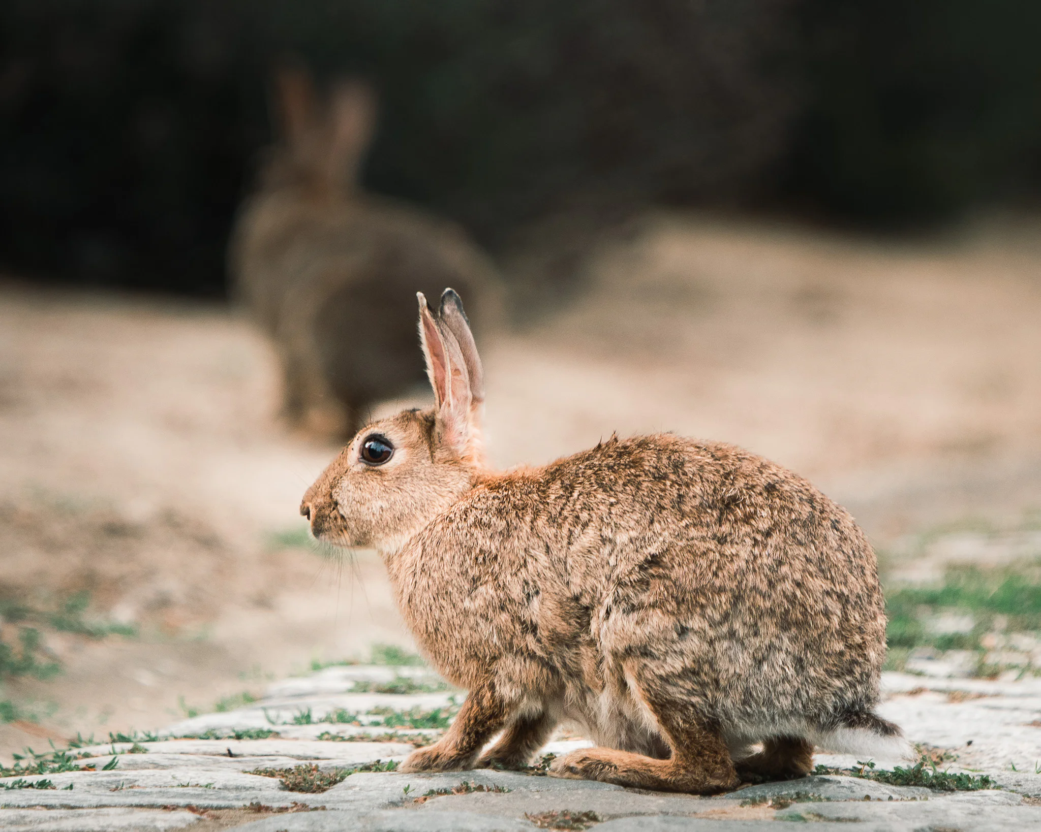 A European rabbit standing on paving while a second European rabbit moves softly in the background.