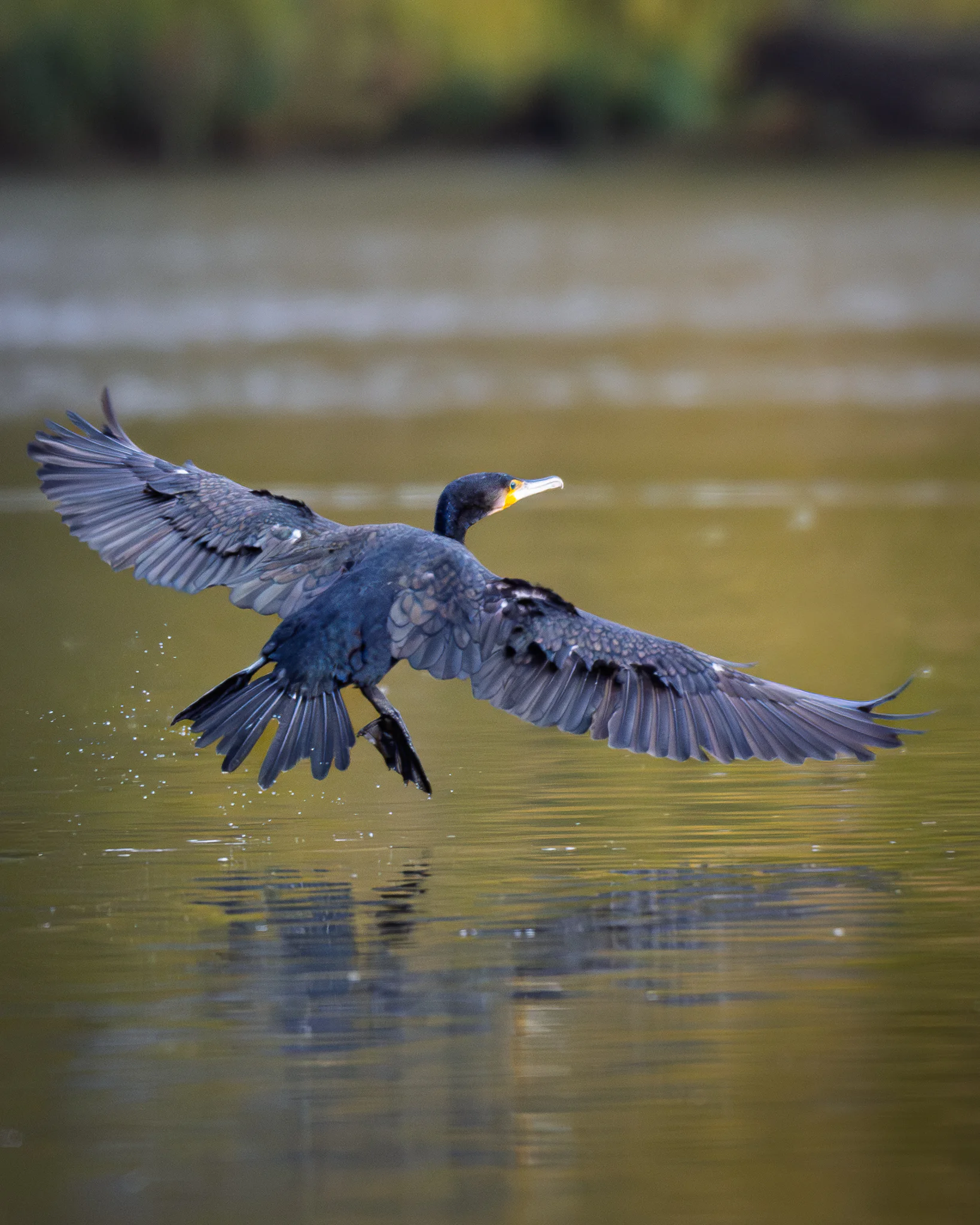 A great cormorant touching down on water with wings open and spray rising around it.
