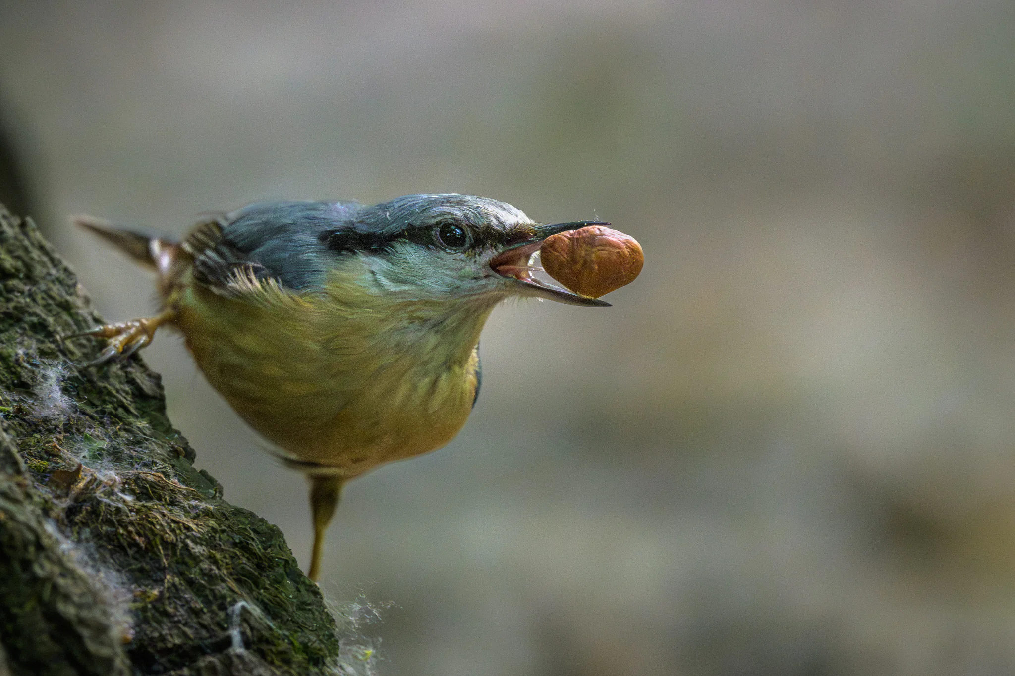 A Eurasian nuthatch gripping a nut in its beak while perched on a branch.