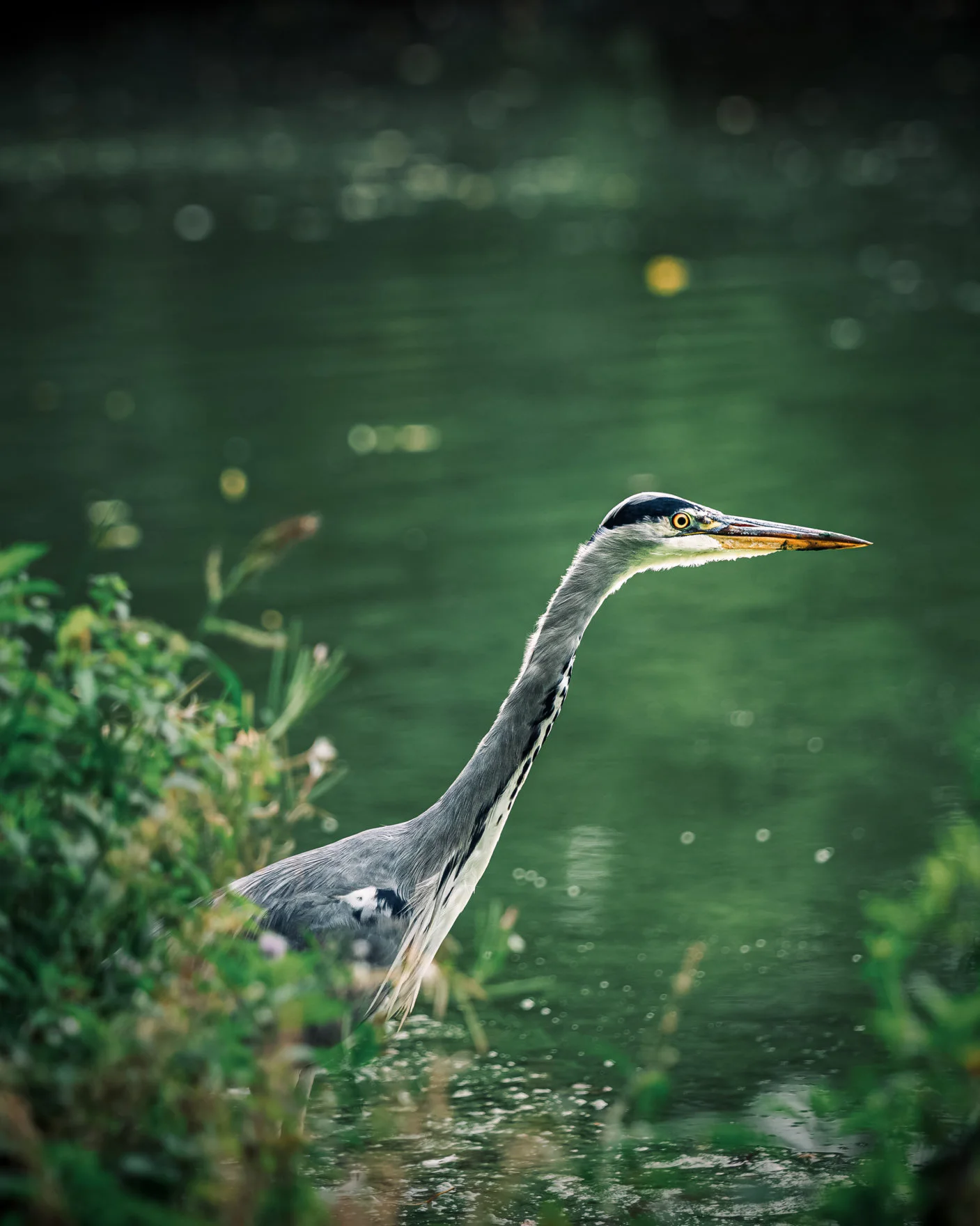 A grey heron standing in luminous shallow water among reflected vegetation.
