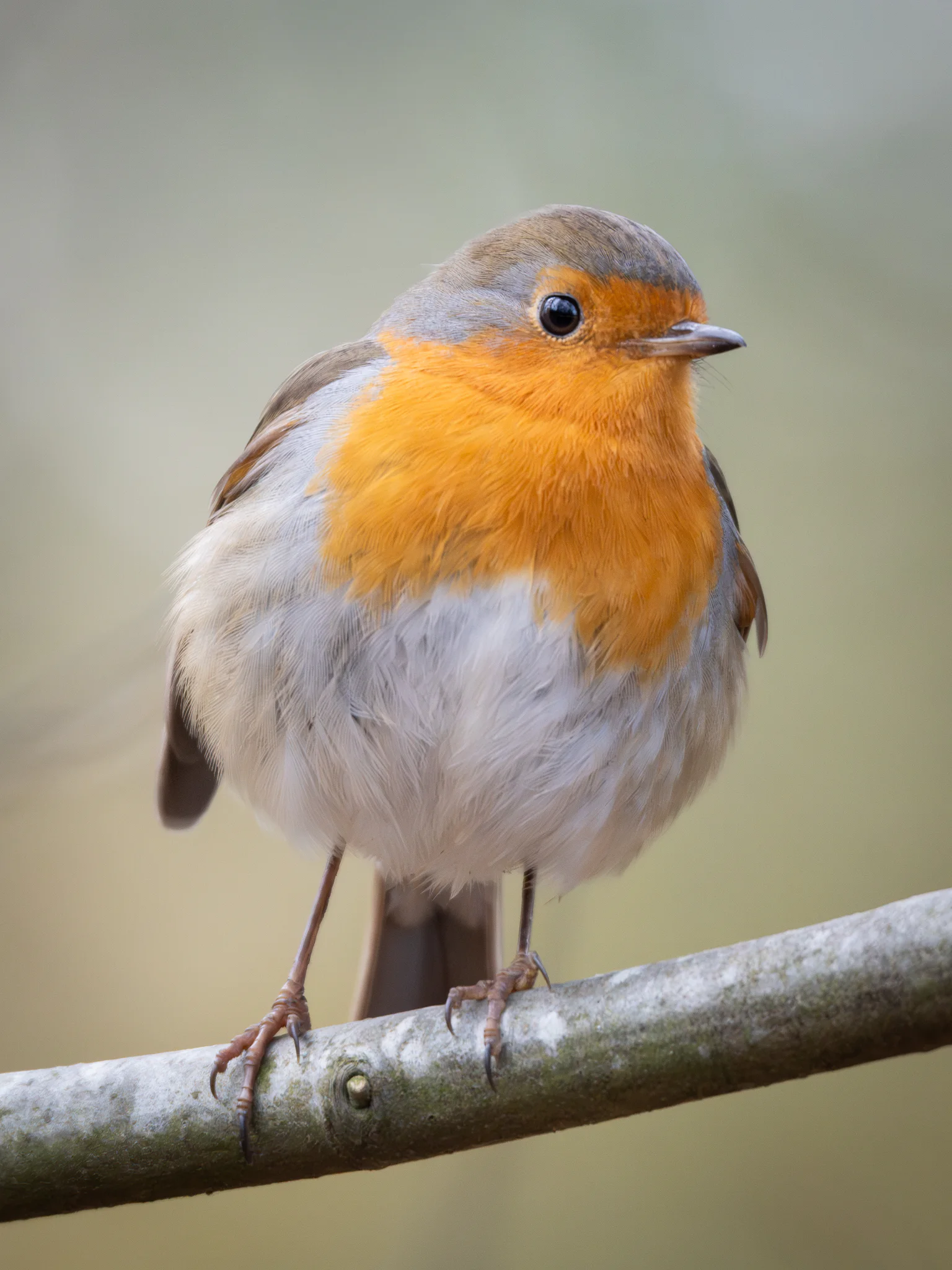 A European robin in close portrait against a quiet neutral background.
