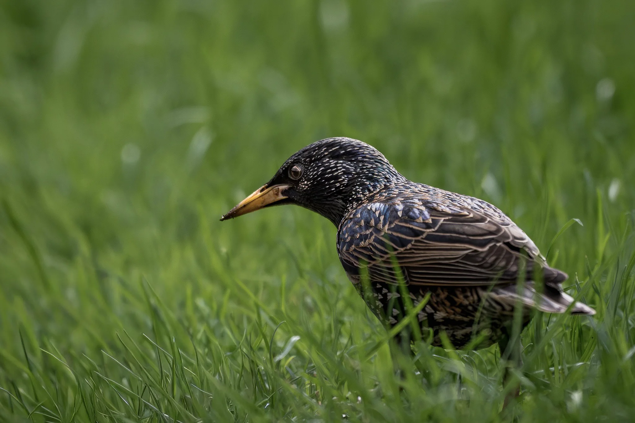 A common starling standing in long grass with its nictitating membrane briefly closed.