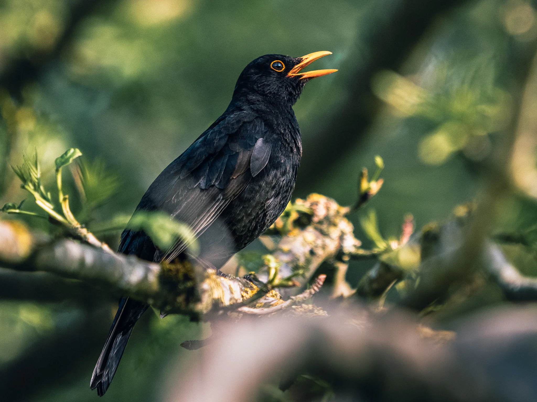 A male common blackbird singing from a branch in warm evening light.